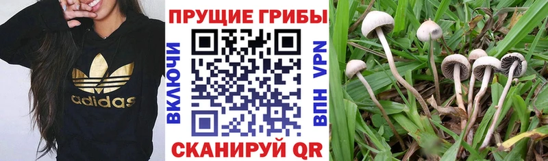 Псилоцибиновые грибы Cubensis  где купить наркоту  Набережные Челны 